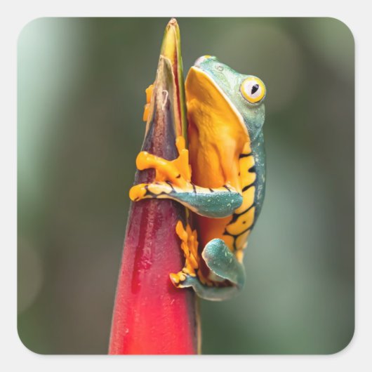 Tiger Leged Monkey Tree Frog Green Orange Quadratischer Aufkleber (Vorderseite)