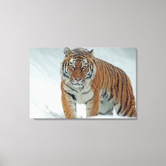 Tiger Leinwanddruck (Vorderseite)