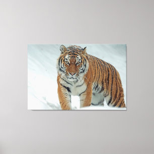 Tiger Leinwanddruck