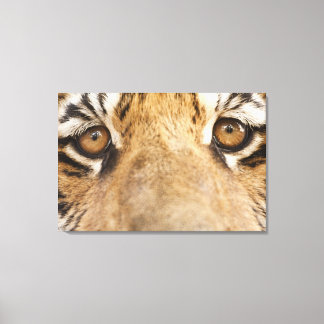 Tiger Leinwanddruck