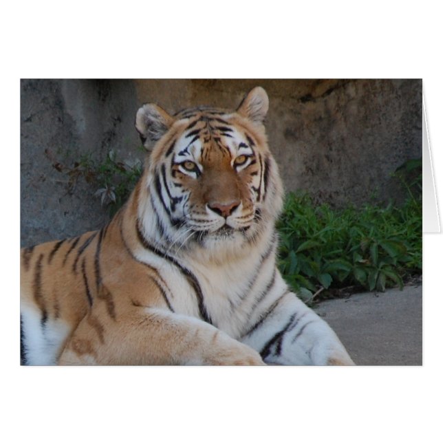 Tiger-Liebe (Vorderseite (Horizontal))