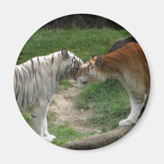 Tiger-Liebe Magnet (Vorne)