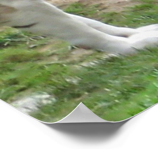 Tiger-Liebe Poster (Ecke)