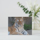 Tiger-Liebe Postkarte (Stehend Vorderseite)
