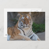 Tiger-Liebe Postkarte (Vorne/Hinten)