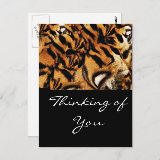 Tiger-Liebe_ Postkarte (Vorne/Hinten)