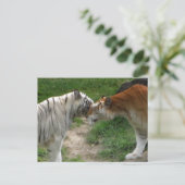 Tiger-Liebe Postkarte (Stehend Vorderseite)