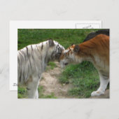 Tiger-Liebe Postkarte (Vorne/Hinten)