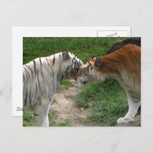 Tiger-Liebe Postkarte (Vorne/Hinten)