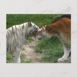 Tiger-Liebe Postkarte
