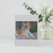 Tiger-Liebe Postkarte (Stehend Vorderseite)