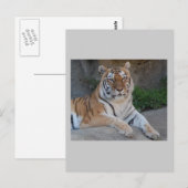 Tiger-Liebe Postkarte (Vorne/Hinten)
