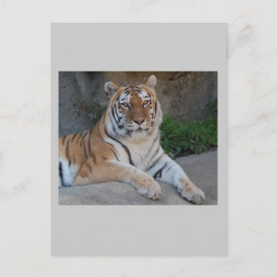 Tiger-Liebe Postkarte