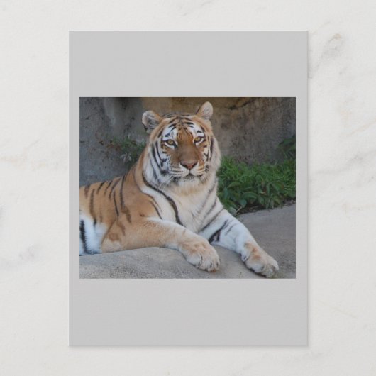 Tiger-Liebe Postkarte (Vorderseite)