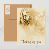 ,Tiger Liebe_ Postkarte (Vorne/Hinten)