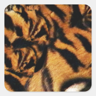Tiger-Liebe_ Quadratischer Aufkleber