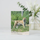 Tiger Light Postkarte (Stehend Vorderseite)