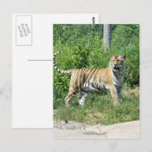 Tiger Light Postkarte (Vorne/Hinten)