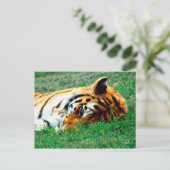 Tiger Lilidown Postcard Postkarte (Stehend Vorderseite)