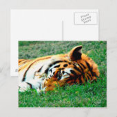 Tiger Lilidown Postcard Postkarte (Vorne/Hinten)