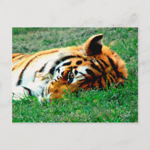 Tiger Lilidown Postcard Postkarte