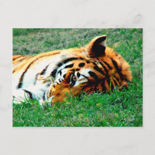 Tiger Lilidown Postcard Postkarte (Vorderseite)