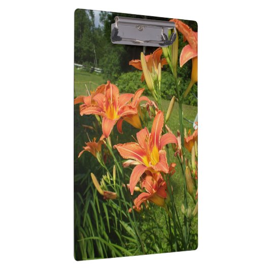 Tiger Lilie im Garten Klemmbrett (Rechts)