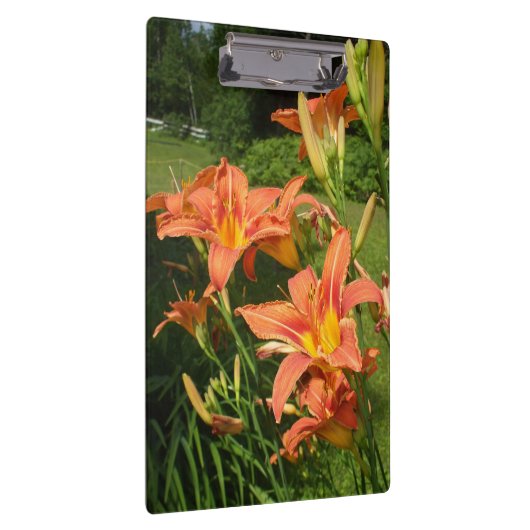 Tiger Lilie im Garten Klemmbrett (Rechts)