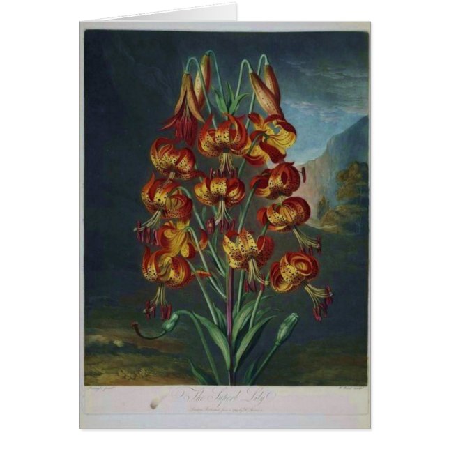 Tiger-Lilien (Vorne)