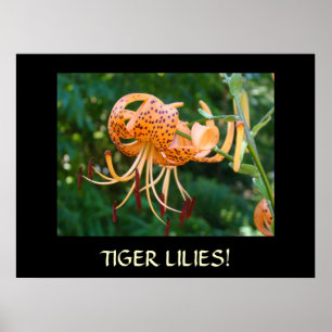 TIGER LILIEN Gerahmte Kunst GESCHENK Meister Gärtn Poster