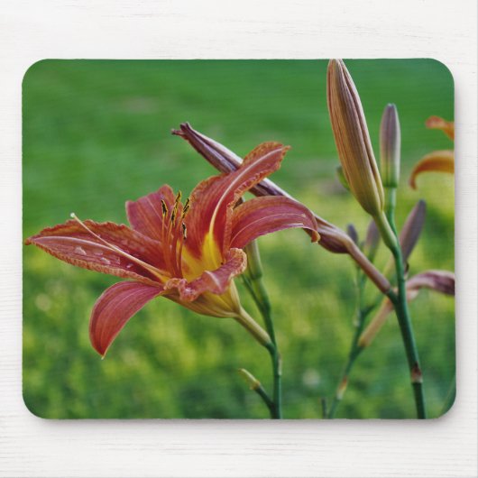 Tiger-Lilien Mousepad (Vorne)