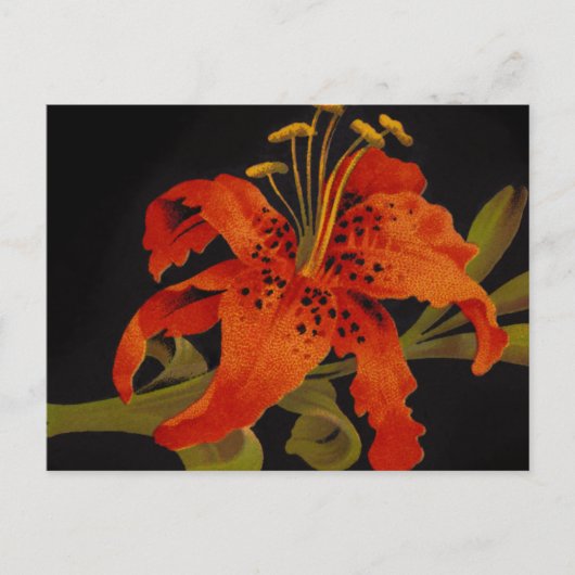 Tiger-Lilien-Postkarte Postkarte (Vorderseite)