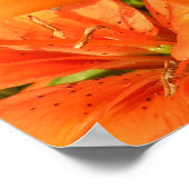 Tiger Lilies Fotograf Poster (Ecke)