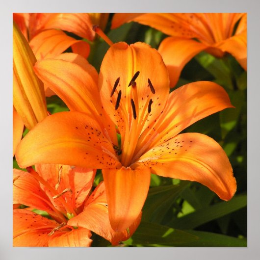 Tiger Lilies Fotograf Poster (Vorne)