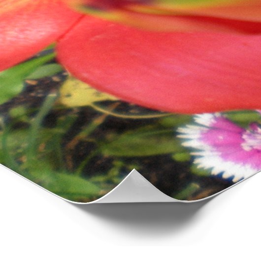 Tiger Lilies Poster (Ecke)