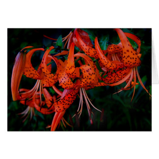 Tiger Lilly