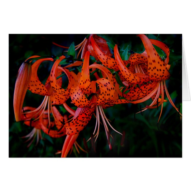 Tiger Lilly (Vorderseite (Horizontal))