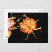 Tiger Lilly auf schwarzem Hintergrund Postkarte (Vorne/Hinten)
