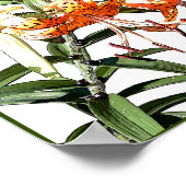 Tiger Lilly Poster (Ecke)