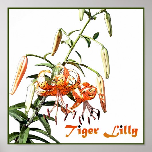 Tiger Lilly Poster (Vorne)