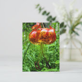 Tiger Lily 01 Postkarte (Stehend Vorderseite)