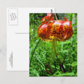 Tiger Lily 01 Postkarte (Vorne/Hinten)