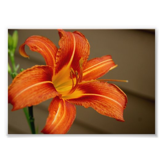Tiger Lily 12x18 Fotografie (Vorne)