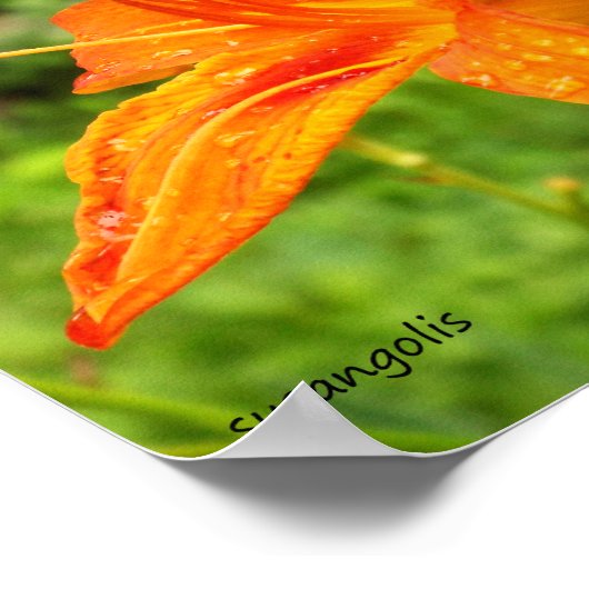 Tiger Lily Botanic Value Poster (Ecke)
