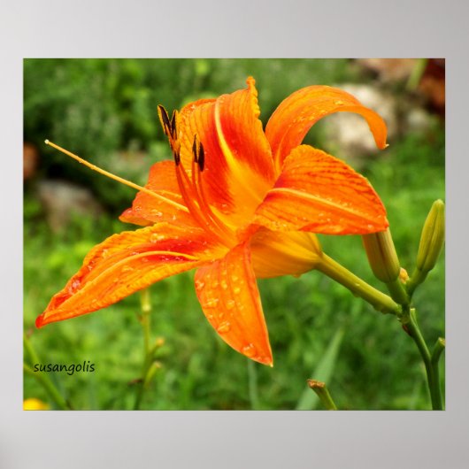 Tiger Lily Botanic Value Poster (Vorne)