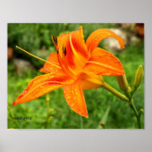 Tiger Lily Botanic Value Poster (Vorne)