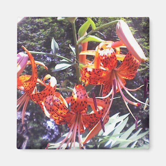 Tiger Lily Collection Magnet (Vorne)
