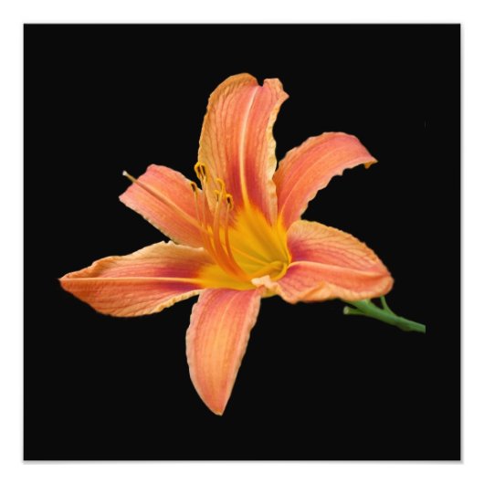 'Tiger Lily' Fotodruck (Vorne)