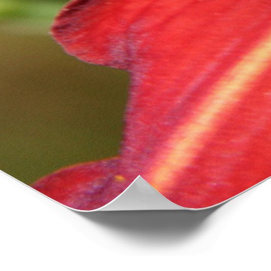 Tiger Lily & Friend Poster (Ecke)