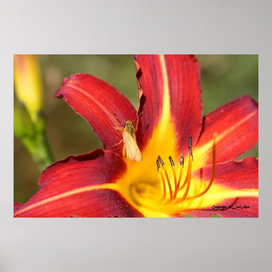 Tiger Lily & Friend Poster (Vorne)